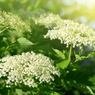 Elderflower