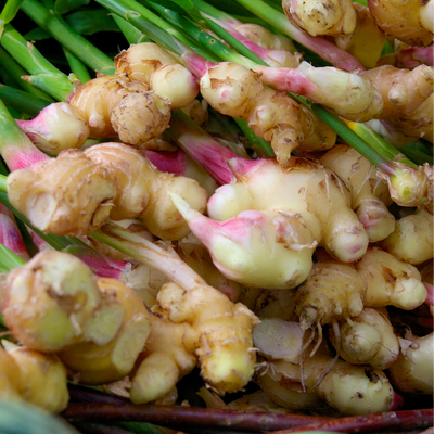 Ginger