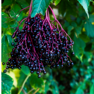Elderberry