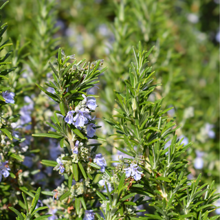 Rosemary
