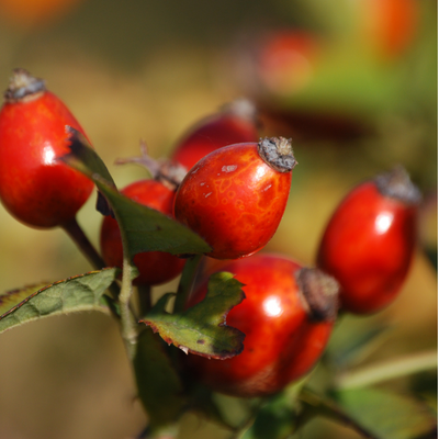 Rosehip