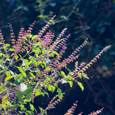 Tulsi (Holy Basil)