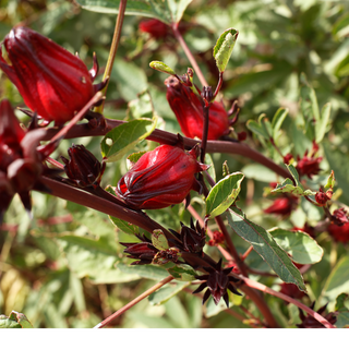 Hibiscus