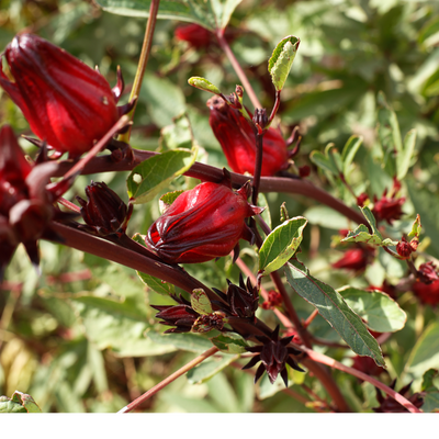Hibiscus