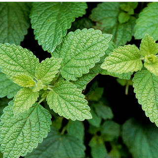 Lemon Balm