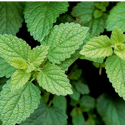 Lemon Balm