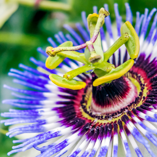Passionflower