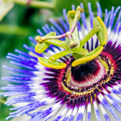 Passionflower