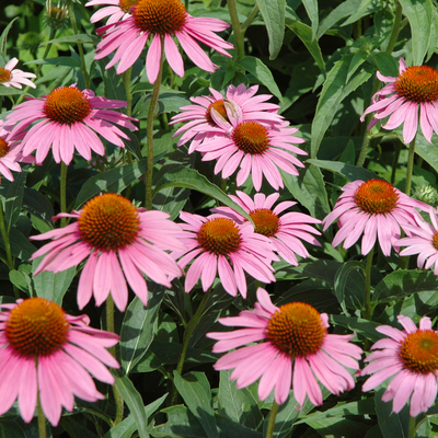 Echinacea