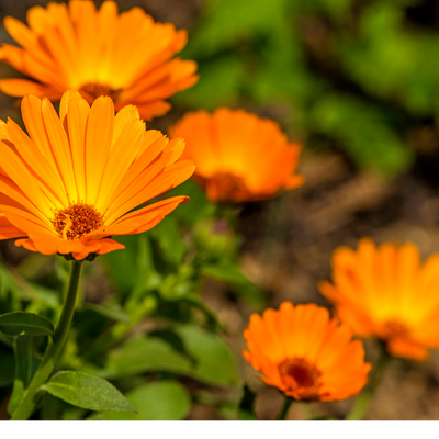 Calendula