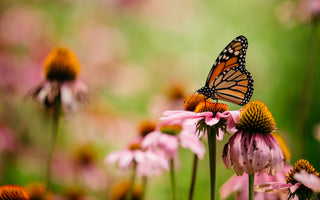 Herbal Consultations
